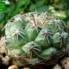 23 _Coryphantha_ difficilis_ GL53_ 01